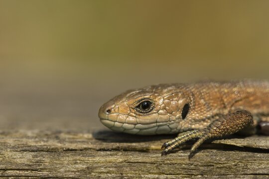 Common lizard (Zootoca vivipara) adult reptile basking on a wooden sleeper, England, United Kingdom