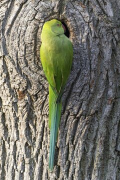 Rose-ringed parakeet (Psittacula krameri) on a tree trunk, wildlife, Germany