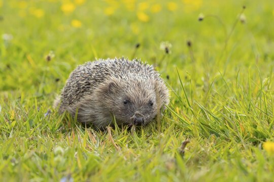 European hedgehog (Erinaceus europaeus) adult animal in a grassland meadow in spring, England, United Kingdom