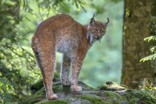 Eurasian lynx (Lynx lynx), stretching, captive, Bavaria, Germany