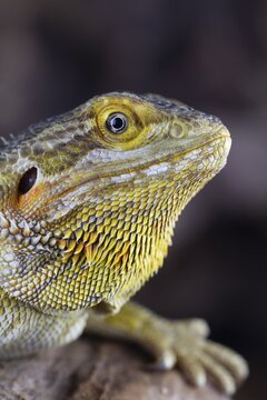 Bearded Dragon (Pogona Vitticeps) adult lizard animal head portrait, England, United KIngdom, Captive