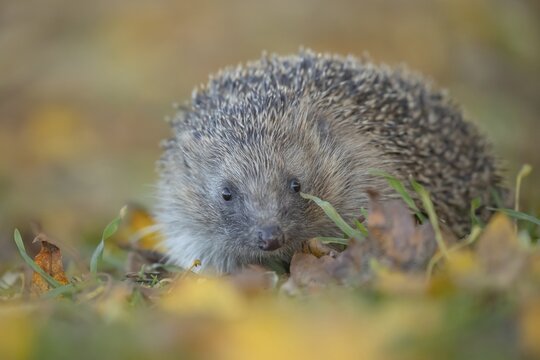 European hedgehog (Erinaceus europaeus) adult animal on fallen autumn colour leaves in a garden, Suffolk, England, United Kingdom
