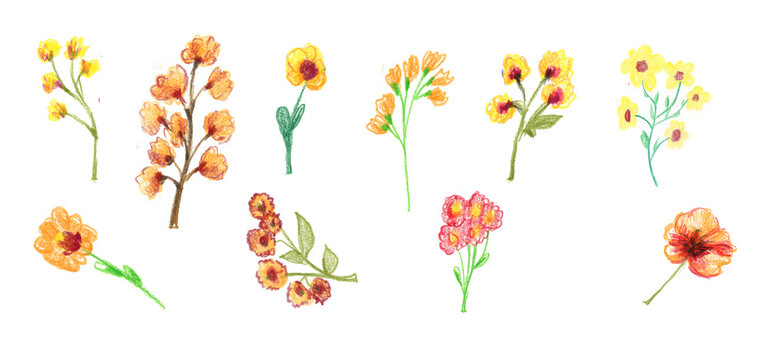 Big Set watercolor elements - wildflowers, herbs, leaf. collection garden and wild, forest herb, flowers, branches. illustration isolated on white background, exotic leaf. Botanic