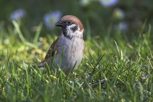 A tree sparrow (Passer montanus) standing in green grass in a natural environment, Baden-W&uuml;rttemberg, Germany
