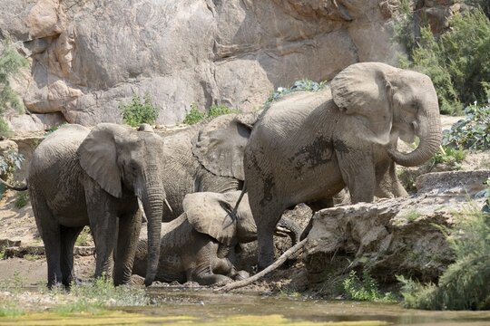 Desert elephants (Loxodonta africana) taking a mud bath in the Hoarusib dry river, Kaokoveld, Kunene region, Namibia
