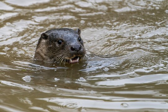 European otter (Lutra lutra) juvenile swimming in a pond, captive