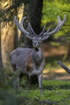 The rest of the herd has already moved on, soon the red deer (Cervus elaphus) will follow them, red deer, velvet antlers, spring, change of coat, Germany