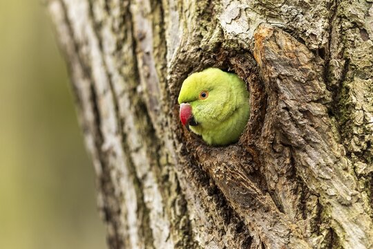Rose-ringed parakeet (Psittacula krameri) looking out of its breeding den, wildlife, Germany
