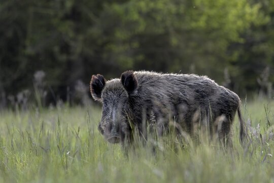 The wild boar (Sus scrofa) doesn't like the situation, one last look in my direction, then it moves into the thicket opposite, late spring, early summer, defensive, May, Denmark