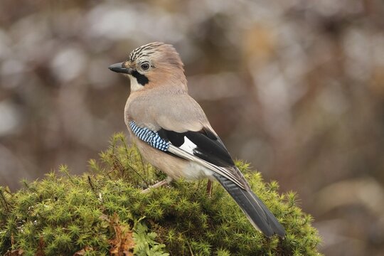 Jay (Garrulus glandarius) Allg&auml;u, Bavaria, Germany