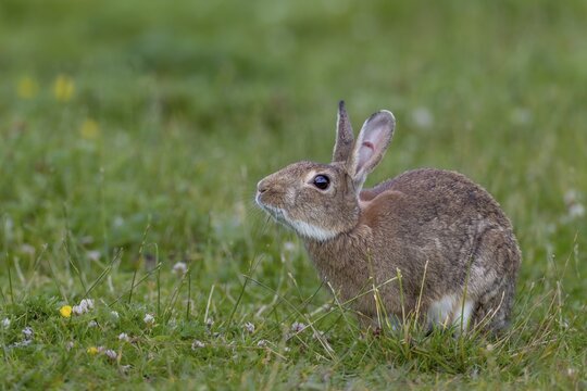 A wild rabbit (Oryctolagus cuniculus) buck marks its territory with the submandibular gland located under the chin, secretion, Germany
