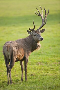 Red Deer (Cervus elaphus) with abnormal antlers after injury to the velvet, captive, Bavaria, Germany