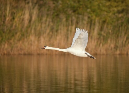 Mute Swan (Cygnus olor), in flight over a pond, Thuringia, Germany