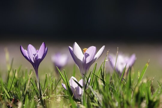 Beautiful crocus flower, early spring, Germany