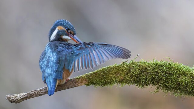 Kingfisher (Alcedo atthis) Indicator for clean flowing waters, female at sunrise during plumage care, mossy perch branch, habitat, flying gem, Middle Elbe River Landscape, Middle Elbe Biosphere Reserve, Saxony-Anhalt, Germany
