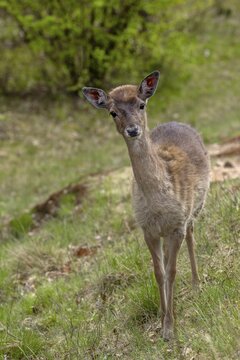 After 7 months, on 30 April 2012, we meet the fallow deer calf (Dama dama) adopted by a herd of cows again, the place where it was found is 400 m away from the old location, sad, sweet, cute, Germany
