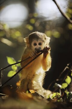 Black-capped squirrel monkey (Saimiri boliviensis), juvenile, captive, occurrence in South America