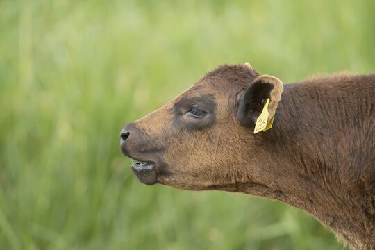 Domestic cattle or cow (Bos taurus) juvenile baby calf farm animal calling or mooing in a field, England, United Kingdom