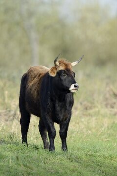Heck cattle (Bos primigenius f. taurus), North Rhine-Westphalia, Germany