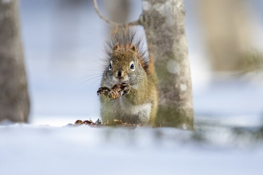 Red squirrel (Tamiasciurus hudsonicus) eating spruce cone, La Mauricie national park, Province of Quebec, Canada