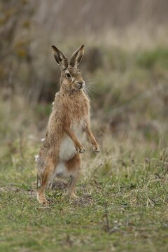 European brown hare (Lepus europaeus) adult animal standing on its back two legs in grassland in spring, England, United Kingdom