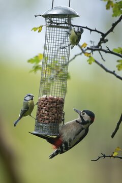 Great spotted woodpecker (Dendrocopos major) and two Blue tit (Cyanistes caeruleus) adult birds on a garden peanut bird feeder, England, United Kingdom