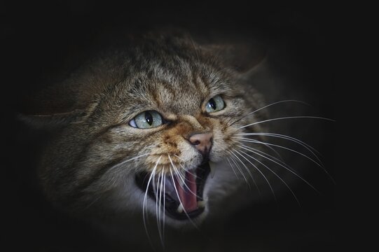 European wildcat (Felis silvestris silvestris) hissing, captive, North Rhine-Westphalia, Germany