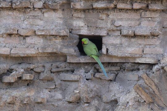 Ring-necked or Rose-ringed parakeet (Psittacula krameri) adult bird sitting in a hole in an ancient city building, Rome, Italy