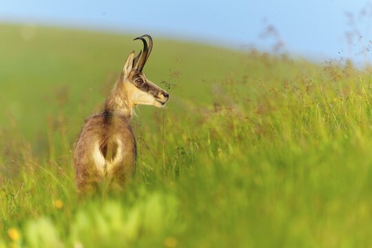 Chamois in green grass with blue sky in the background, chamois, chamois, (Rupicapra rupicaprae), wildlife, Vosges, France