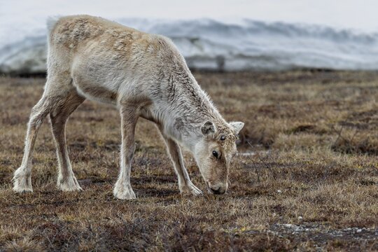The new antlers of the reindeer cow (Rangifer tarandus) are just starting to grow, snow, winter, cold, Sweden