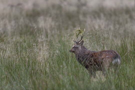 Sika deer (Cervus nippon) approaching a rival, repeatedly lowering its head and thrusting its antlers into the grass, Japanese Sika deer subspecies, rut, deer fight, Denmark