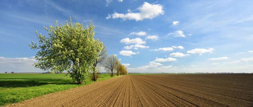 Panorama, ploughed and harrowed field, blossoming copses, blue sky, Burgenlandkreis, Saxony-Anhalt, Germany
