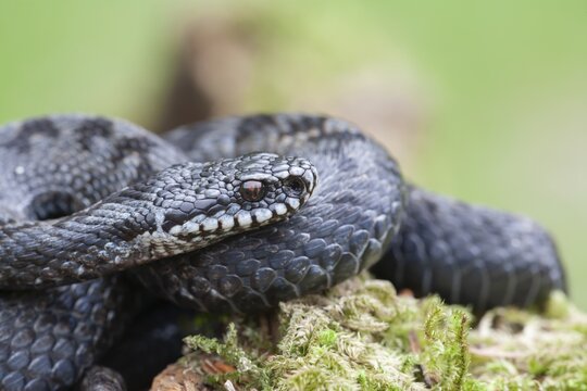 Common european adder or European viper (Vipera berus) adult black snake coiled up resting, England, United Kingdom