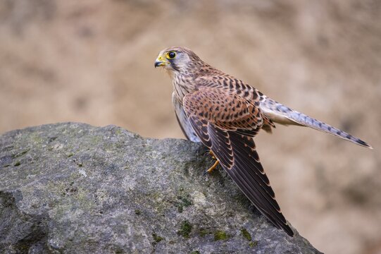 Kestrel (Falco tinnunculus), Gerolstein, Rhineland-Palatinate, Germany