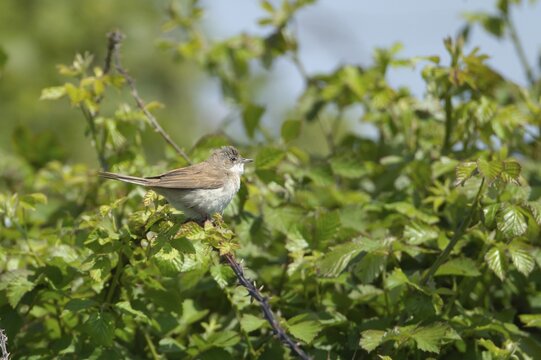 Common whitethroat (Curruca communis) adult bird on a Bramble bush, RSPB Minsmere nature reserve, Suffolk, England, United Kingdom