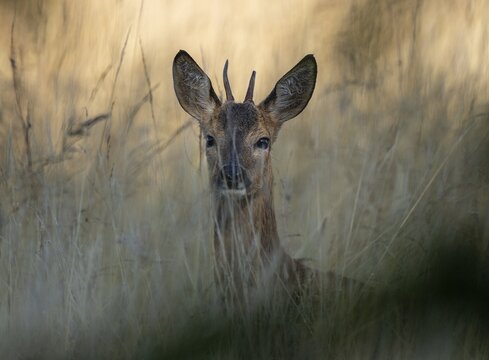 European roe deer (Capreolus capreolus), young roebuck hiding in tall grass, portrait, wildlife, Lower Saxony, Germany