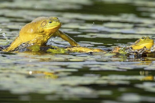 Bull frogs Lithobates catesbeianus. Male bull frog jumping on another male for a territorial fight during the breeding season. La Mauricie national park. Province of Quebec. Canada