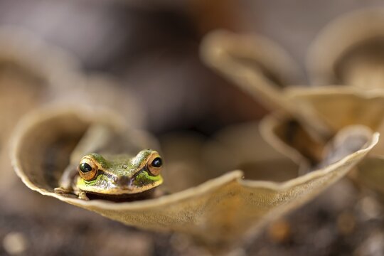 Masked tree frog (Smisisa phaeata), frogs (Rana), Costa Rica