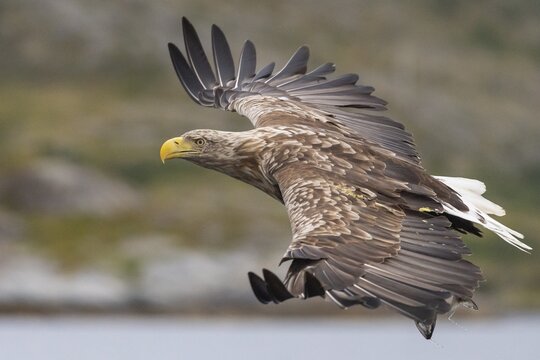White-tailed eagle (Haliaeetus albicilla), bird of prey, in flight, prey strike, Lauvsnes, North Trondelag, Norway