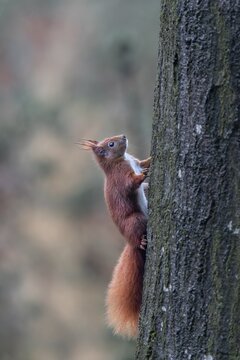 Despite a large handicap, this squirrel (Sciurus vulgaris) is in excellent health, the eye on the other half of the face is missing, food, sweet, cute, December, Germany