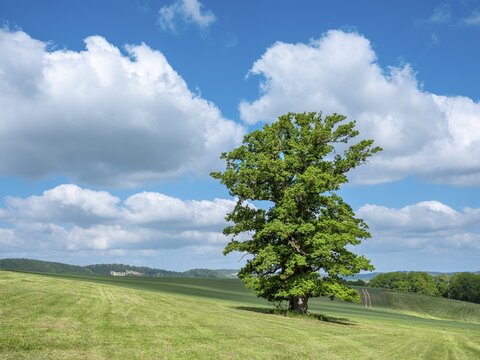 Landscape in the Thuringian Rh&ouml;n, meadow with old giant solitary oak (Quercus robur) in spring under a blue sky with cumulus clouds, natural monument, Thuringia, Germany