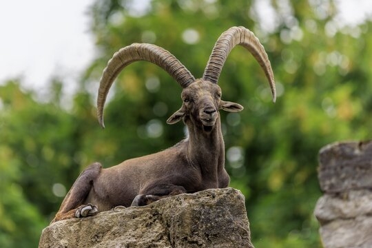 An ibex lies on a rock, surrounded by green foliage and radiates a majestic calm, Alpine ibex, (Capra ibex), Germany
