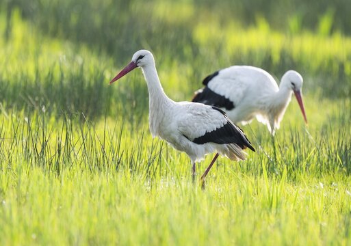 White storks (Ciconia ciconia) foraging in a meadow, spider threads on the grass, Lower Saxony, Germany