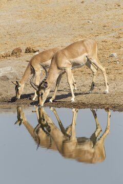 Black-faced Impalas (Aepyceros melampus petersi), male and female drinking at a waterhole, Etosha National Park, Namibia