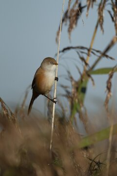 Bearded tit or reedling (Panurus biarmicus) adult female bird on a reed stem in a reedbed, England, United Kingdom