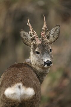 European roe deer (Capreolus capreolus) buck portrait, in winter coat, with partially swept velvet antlers, Allg&auml;u, Bavaria, Germany