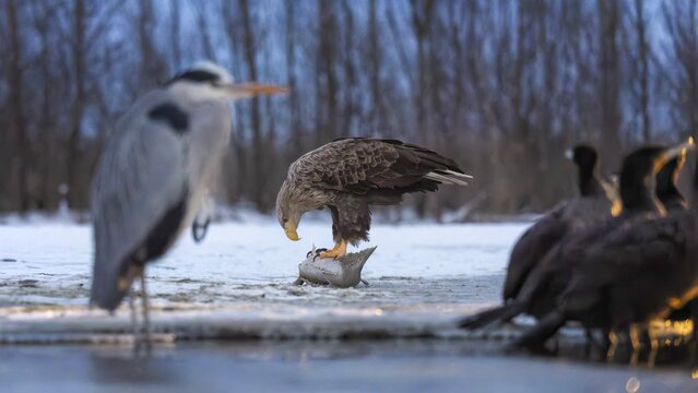 White-tailed eagle (Haliaeetus albicilla) adult bird on the water and on the ice, hunting, foraging, lake landscape, prey, hunting, waterfowl fleeing, male and female, pair, carp eating, fish caught, heron fleeing, catches, geese, prey, flight, bird of prey, watery landscape, Hortob&aacute;gyi Nemzeti Park, Hungary