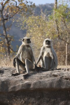 Gray langur (Semnopithecus entellus) monkey two adults sitting on a rock Bandhavgarh, Madhya Pradesh, India