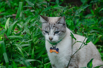Gato siamés de ojos azules sentado en la hierba con expresión serena y de calma. Gato blanco y gris © Daniel
