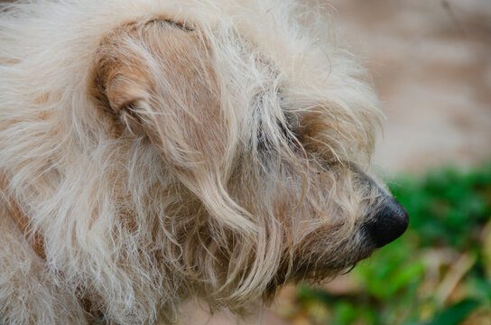 Primer plano de un perro mestizo y peludo color blanco mirando a la derecha